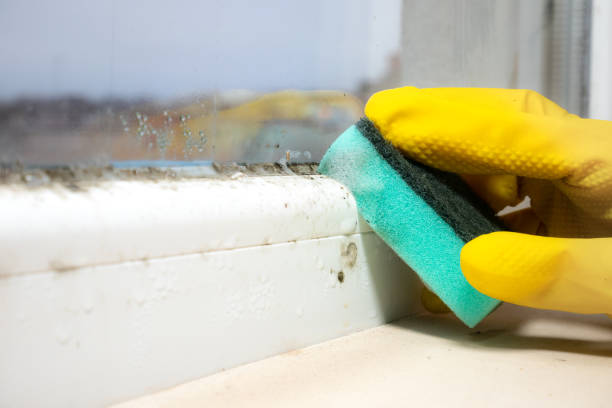 Best Bathroom Mold Remediation in Demorest, GA