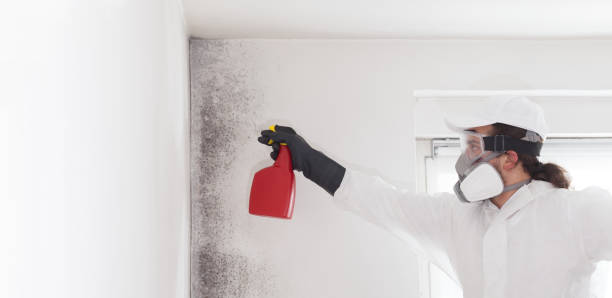 Best Residential Mold Remediation in Demorest, GA