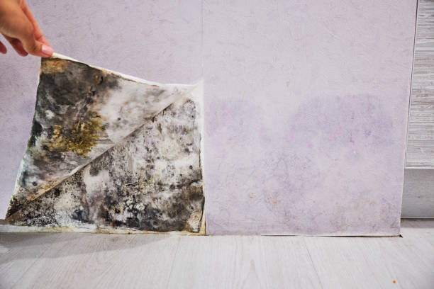 Professional Mold Remediation in Demorest, GA